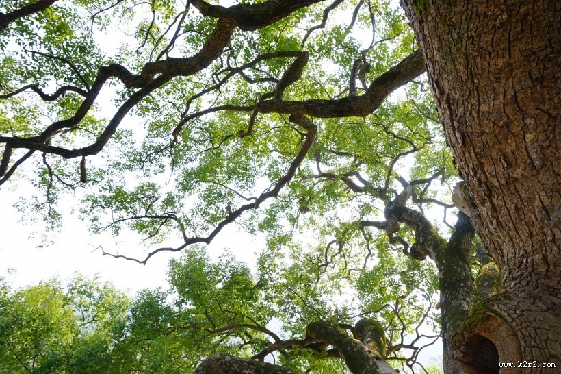 绿色大伞一样的大榕树图片