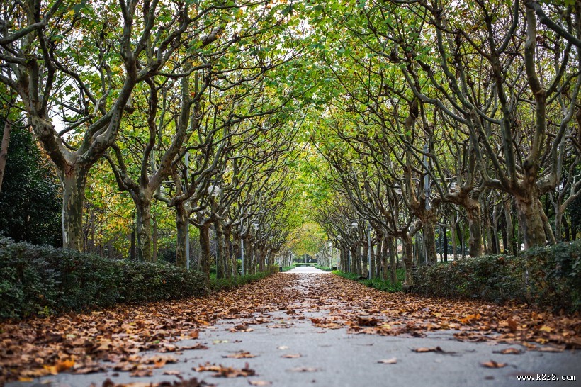 绿色大伞一样的大榕树图片