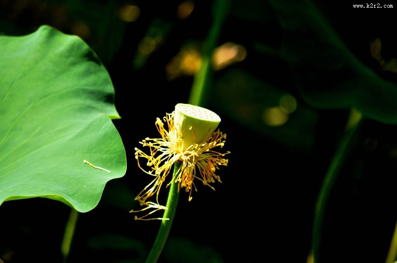 清幽淡雅的荷花图片