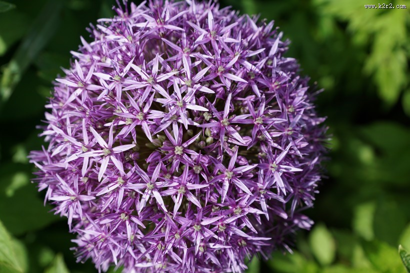 紫色葱花图片