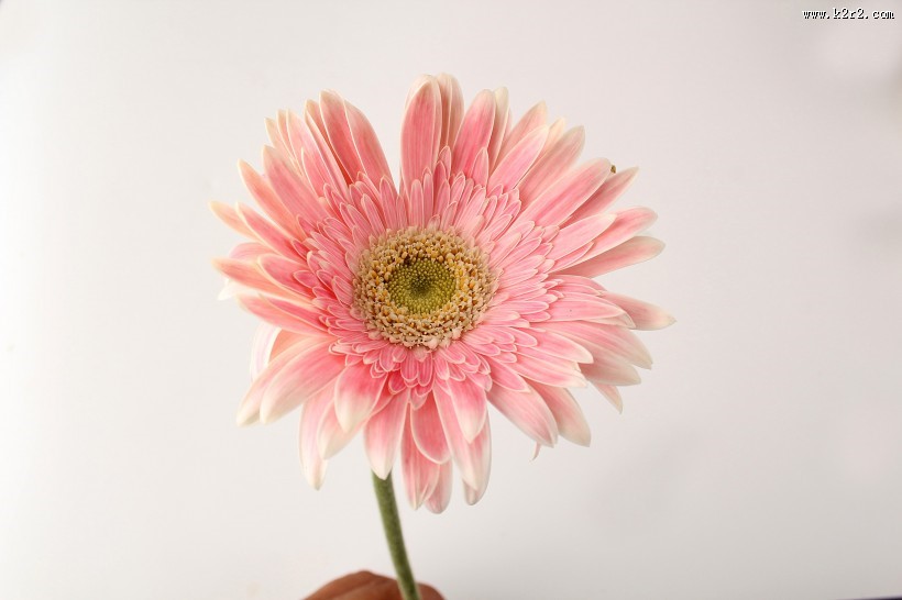 各种颜色的非洲菊图片