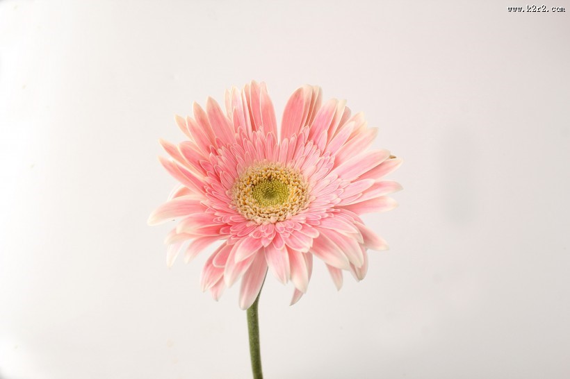 各种颜色的非洲菊图片