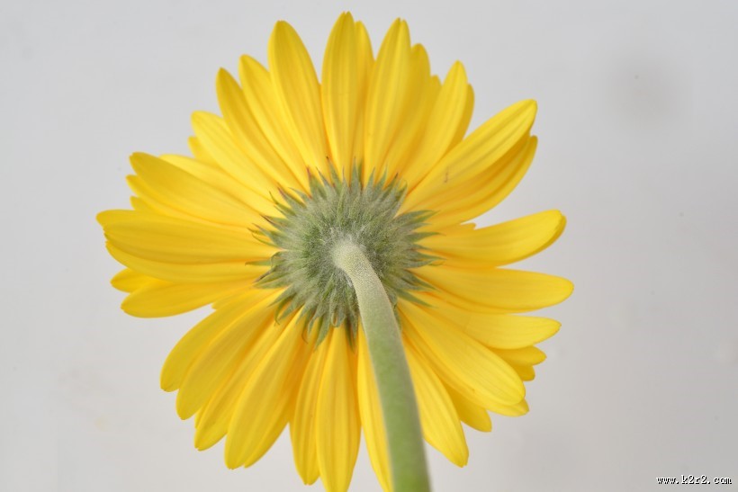 各种颜色的非洲菊图片