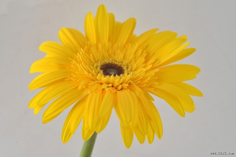 各种颜色的非洲菊图片