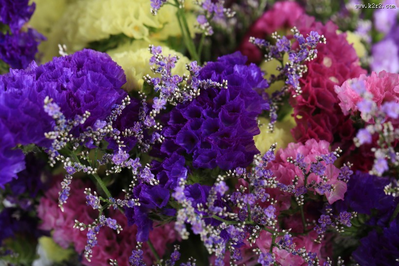 漂亮的紫色干花图片