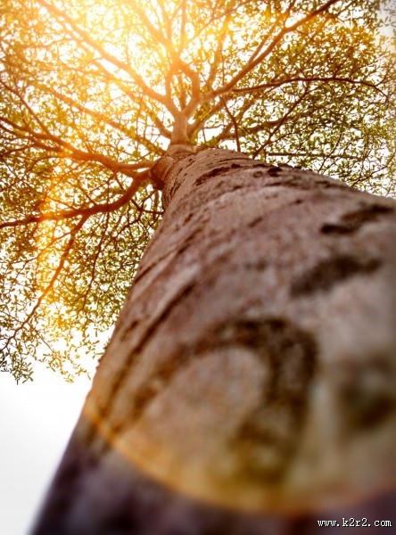 仰视高大的树图片大全