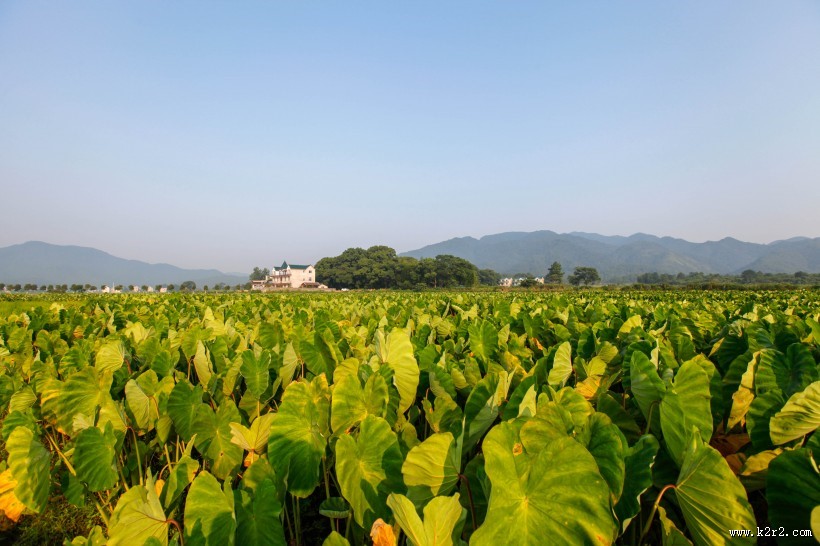绿色的芋田图片