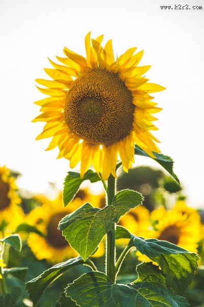 盛开的向日葵图片大全