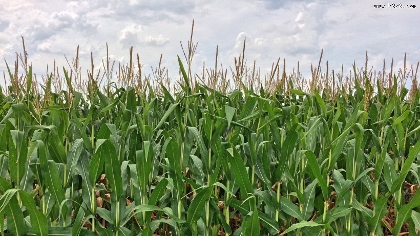 绿色的玉米农作物图片