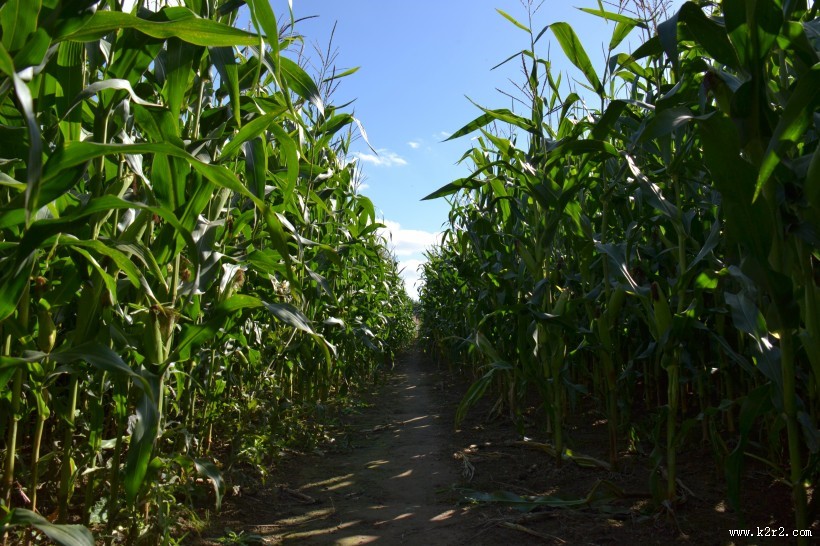绿色的玉米农作物图片