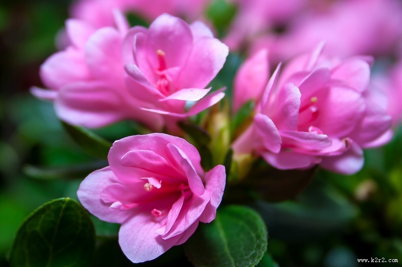 漂亮的紫色杜鹃花图片