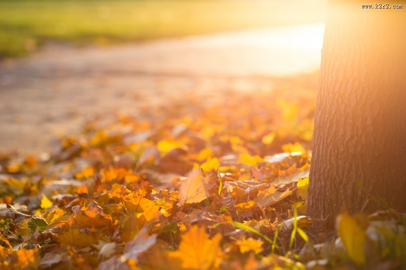 深秋泛黄的落叶图片