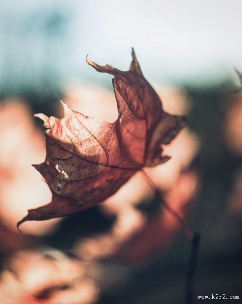 深秋泛黄的落叶图片