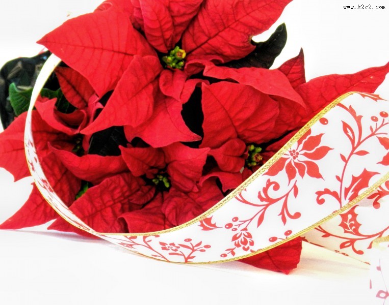 热情似火的一品红图片大全