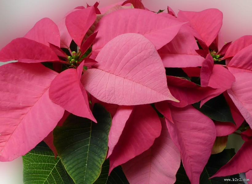 热情似火的一品红图片大全