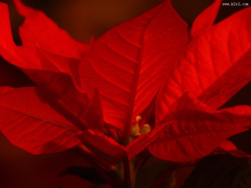 热情似火的一品红图片大全