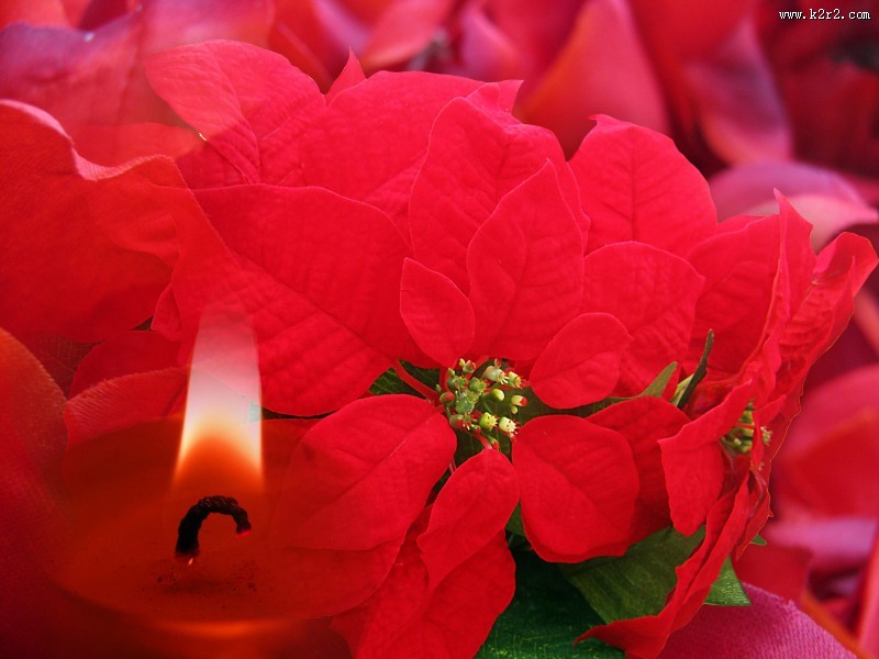 热情似火的一品红图片大全