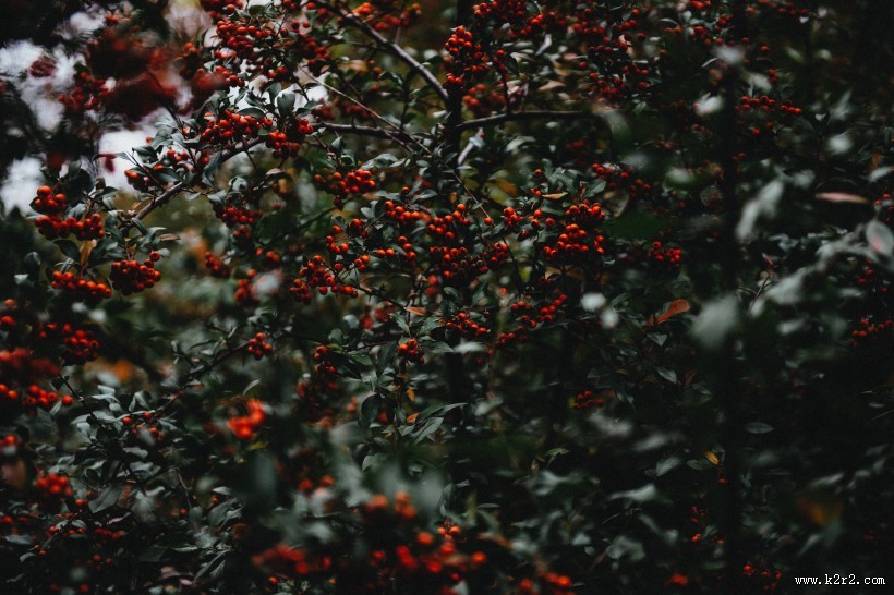 冬青树上深红的果实