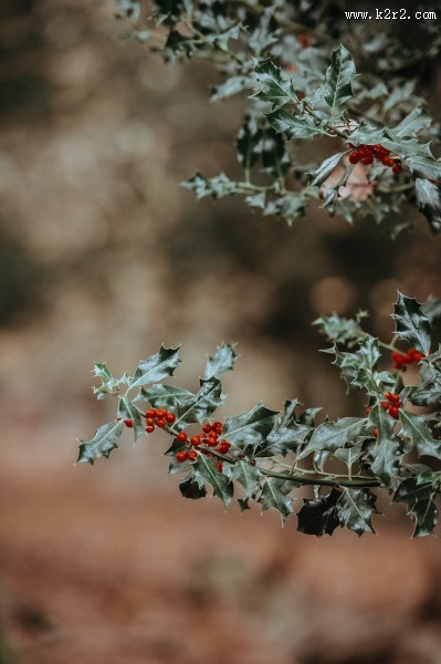 冬青树上深红的果实