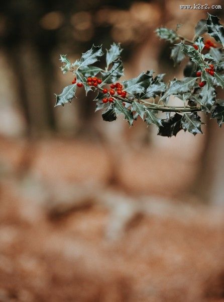 冬青树上深红的果实