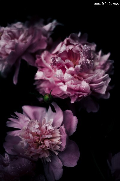 挂着水珠的花朵图片大全