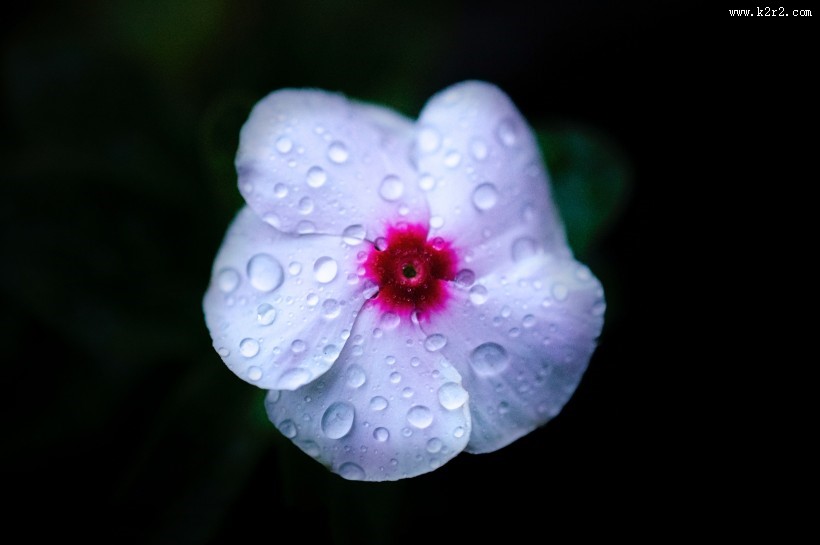 挂着水珠的花朵图片大全