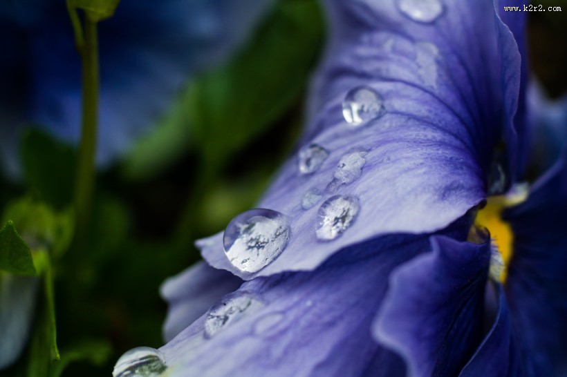 挂着水珠的花朵图片大全