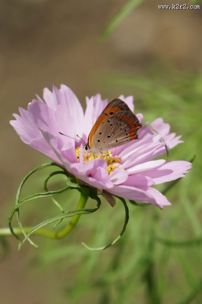 绽放的大波斯菊图片