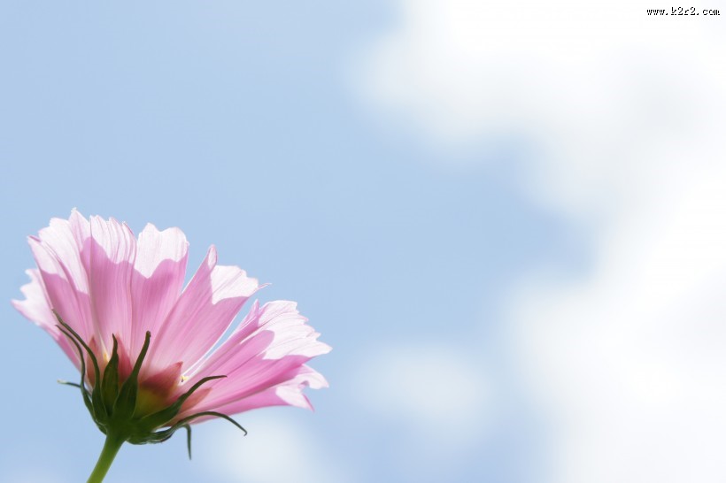 绽放的大波斯菊图片