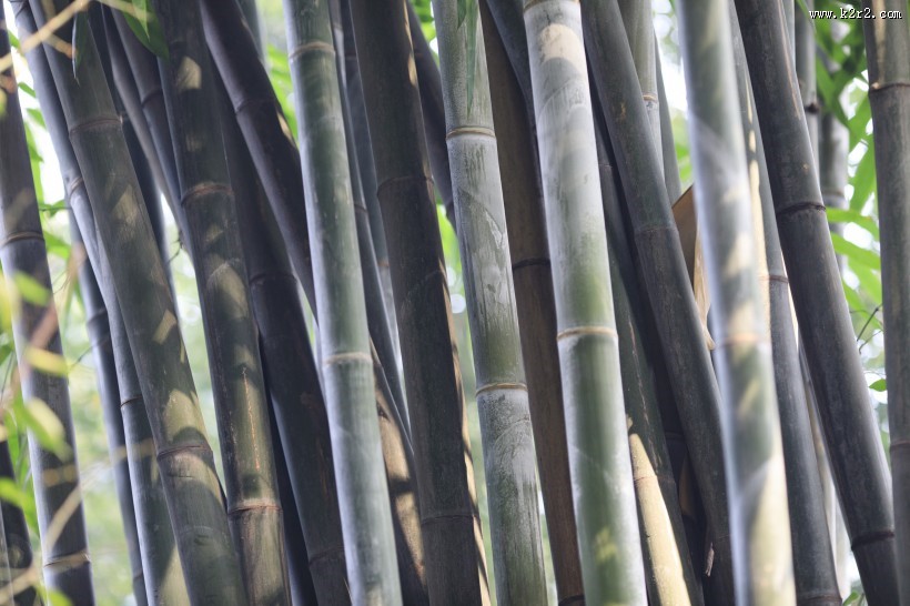 翠绿挺拔的竹子图片大全