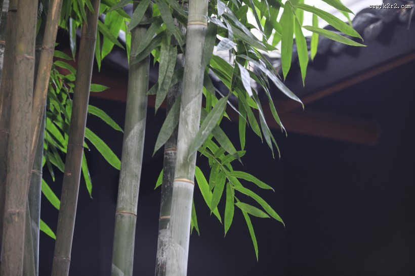 翠绿挺拔的竹子图片大全