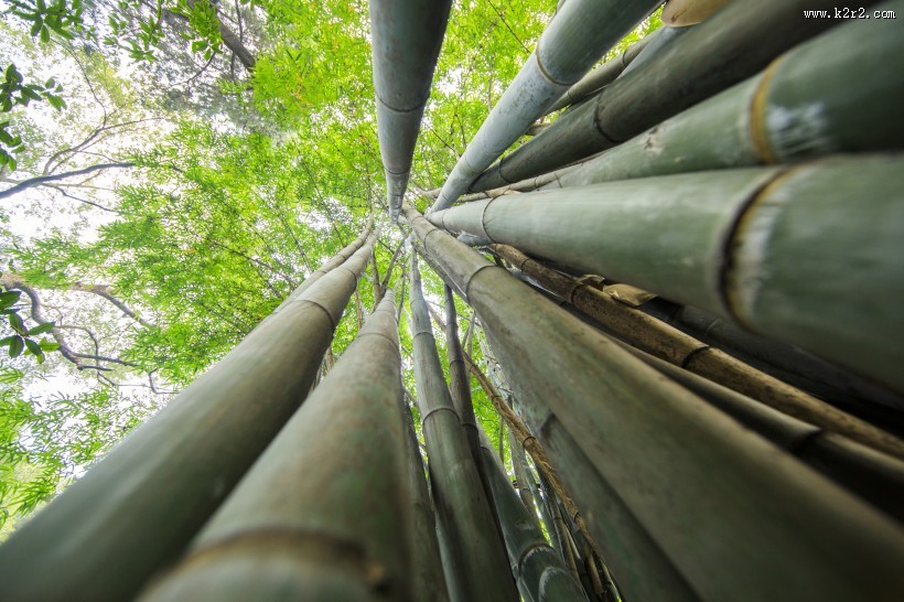 翠绿挺拔的竹子图片大全