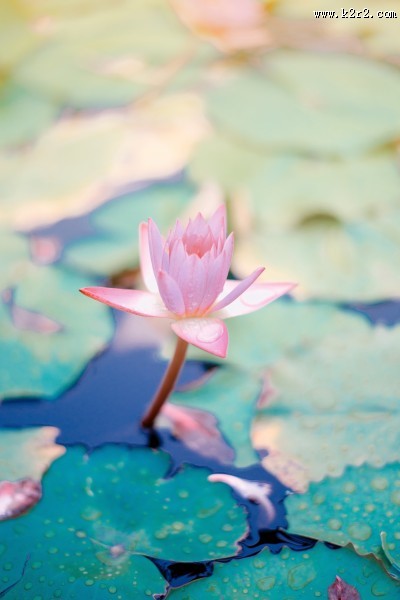 美丽的荷花图片