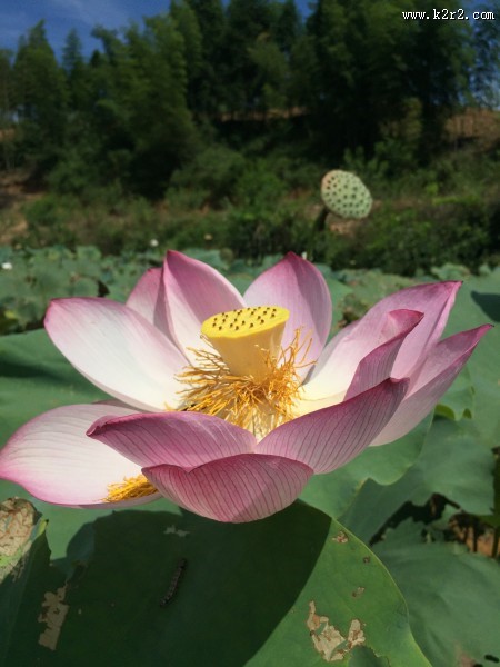 美丽的荷花图片