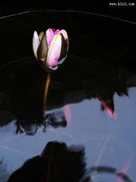 美丽的荷花图片