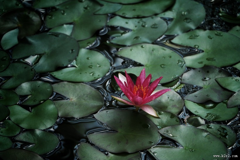 美丽的荷花图片