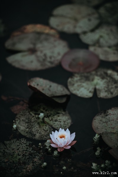 美丽的荷花图片