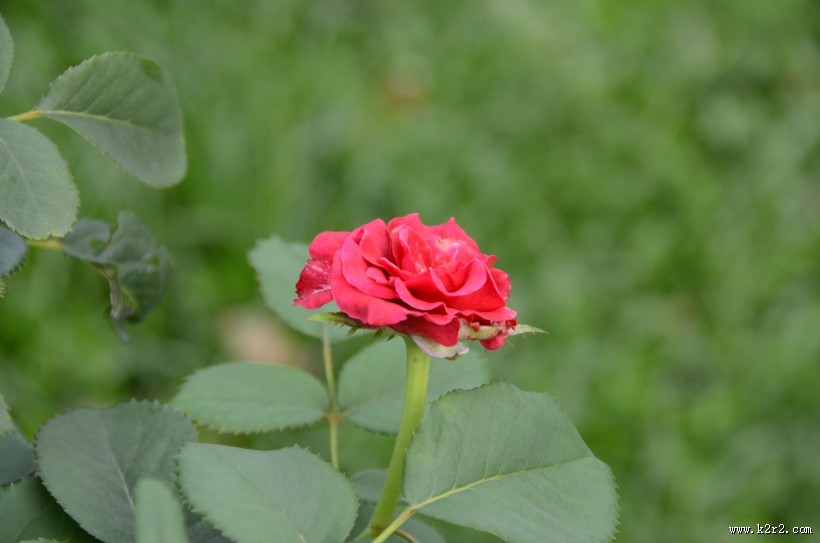 生命力旺盛的月季花图片