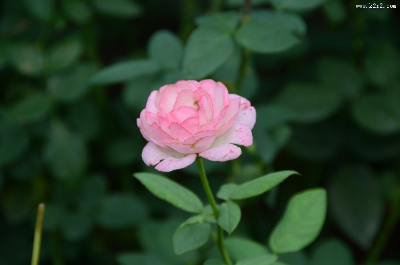 生命力旺盛的月季花图片