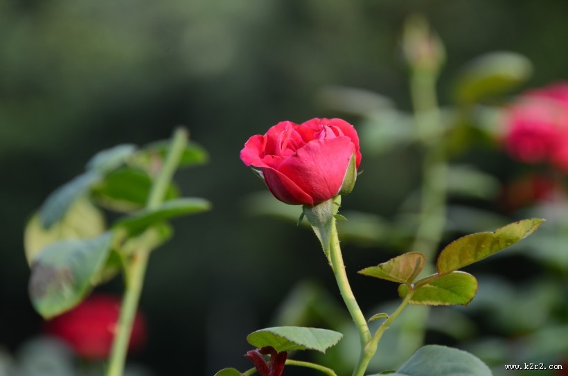 生命力旺盛的月季花图片