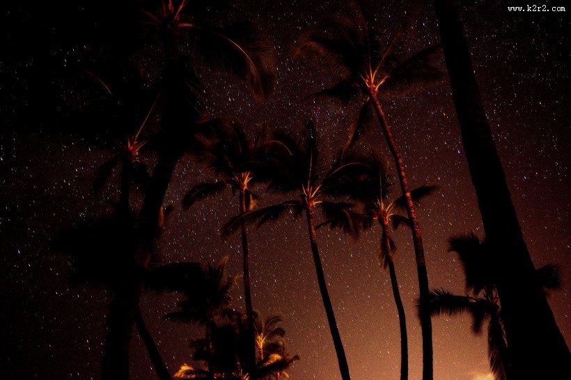 常绿乔木椰子树图片