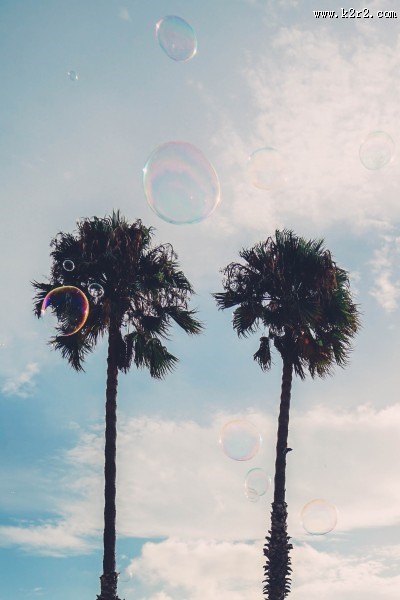 常绿乔木椰子树图片