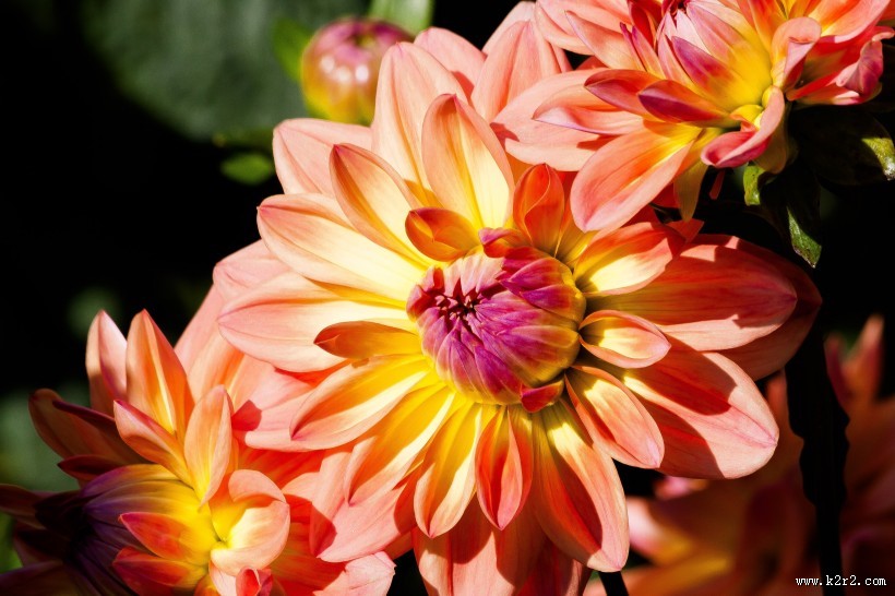 好看的橙色大丽花图片