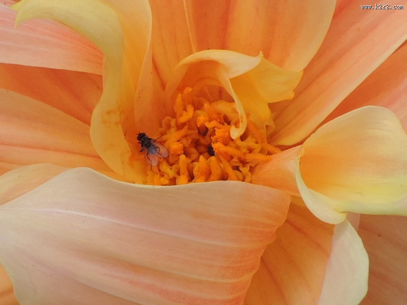 好看的橙色大丽花图片