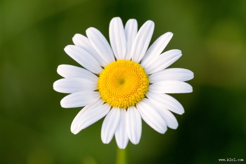 清新美好的雏菊图片