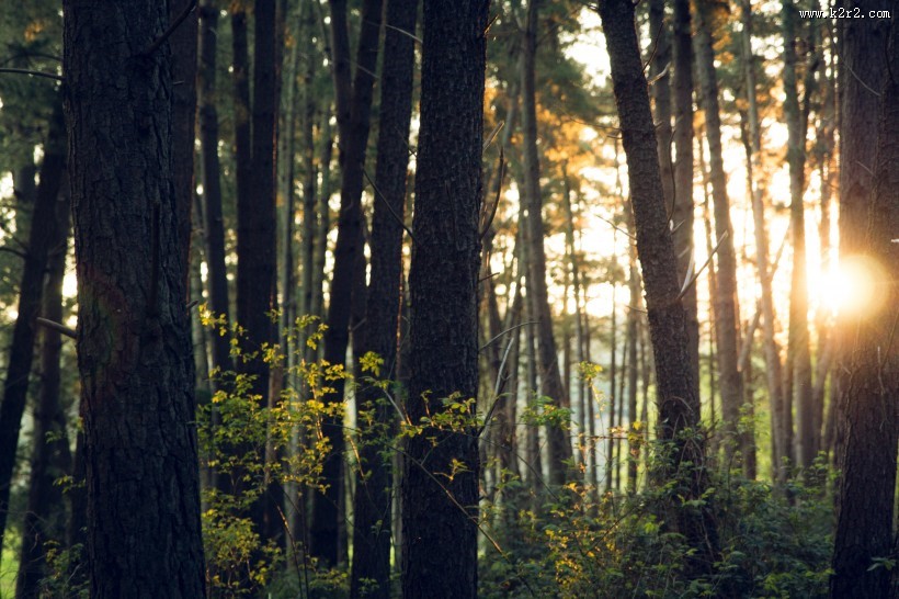 笔直生长的树木图片