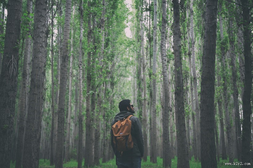 笔直生长的树木图片