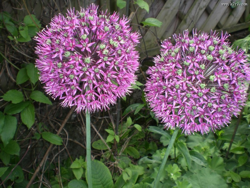 漂亮好看的紫色葱花图片