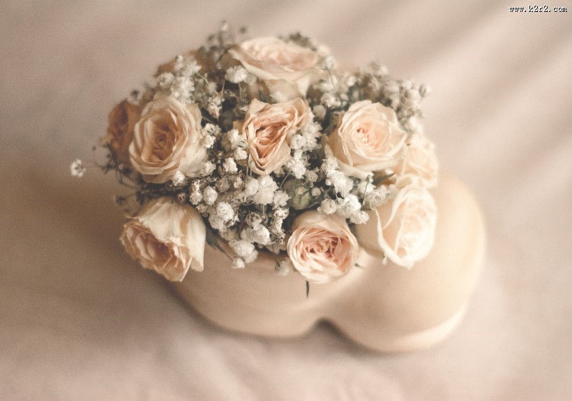 淡雅的玫瑰花图片大全