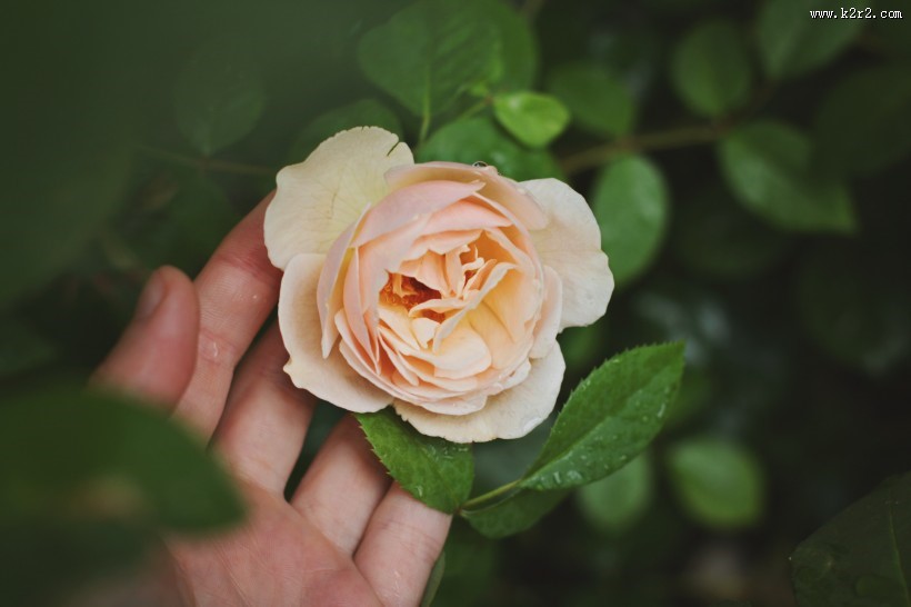 淡雅的玫瑰花图片大全